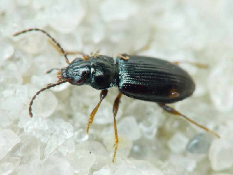 Bembidion Latreille, 1802
